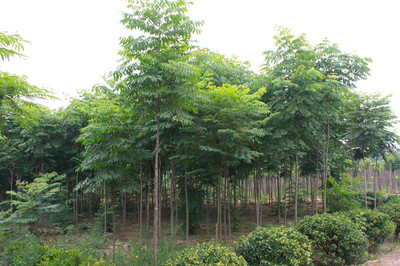 百草園苗木銷售中心 供應優質6m欒樹 防護樹 優質欒樹 行道樹 欒樹苗 綠化苗木 欒樹供應 欒樹價格圖片_高清圖_細節圖-沭陽縣百草園苗木銷售中心