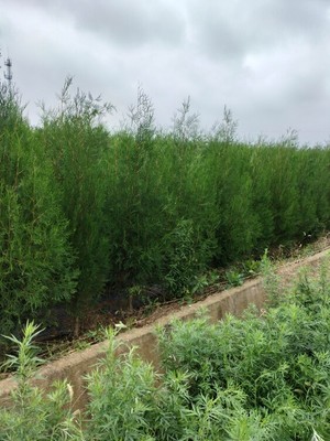 西藏側柏苗苗木