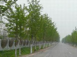 供應國槐坤恒苗木基地合歡樹基地_農(nóng)副產(chǎn)品