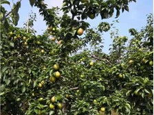 產(chǎn)品展示 深州市華仁苗木 必途推薦