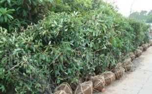 供應(yīng)石楠球.苗木手機(jī)13865993931_農(nóng)副產(chǎn)品_世界工廠網(wǎng)中國產(chǎn)品信息庫