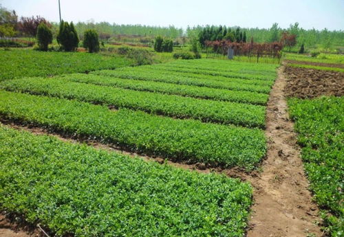 苗木人的稅,你了解清楚了嗎