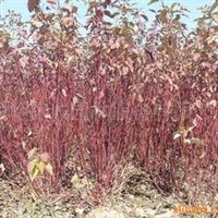 供應(yīng)紅瑞木 綠化苗木紅瑞木 灌木 彩葉灌木 樹苗 紅瑞木小苗