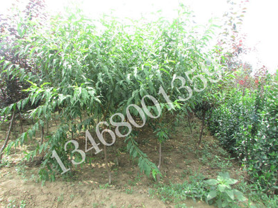 廠家直銷菊花碧桃圖片|廠家直銷菊花碧桃產品圖片由泰安市新葉苗木供銷合作社公司生產提供-