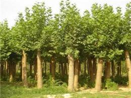 花木產(chǎn)品|苗木圖片