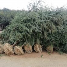 綠化苗木精品工程6米雪松價格行情苗圃實拍視頻電話看貨4m5m6米雪松價格圖片大全 南京市浦口天昱生態苗木場