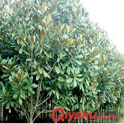 供應花卉綠化工程苗 廣玉蘭小苗批發(fā) 2-3-5-8-10公分-沭陽縣萬花軒苗圃提供供應花卉綠化工程苗 廣玉蘭小苗批發(fā) 2-3-5-8-10公分的相關介紹、產(chǎn)品、服務、圖片、價格沭陽縣萬花軒苗圃、綠化苗木;果樹;盆景;種子;承接綠化工程