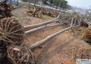 大量低價供應綠化苗木野生欒樹全冠_農(nóng)副產(chǎn)品_世界工廠網(wǎng)中國產(chǎn)品信息庫