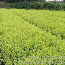 扶芳藤金葉女貞價(jià)格 扶芳藤金葉女貞批發(fā) 扶芳藤金葉女貞廠家 