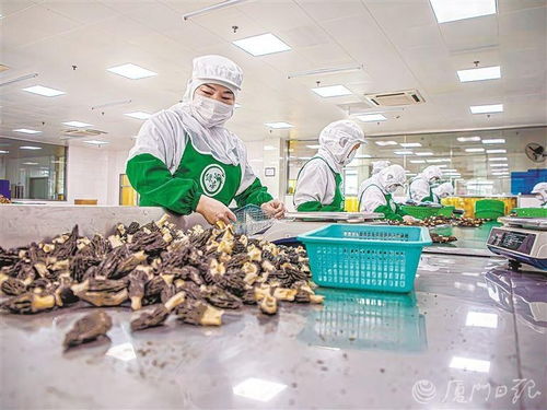 因地制宜發(fā)展城郊型高附加值特色農(nóng)業(yè) 解析廈門深入踐行大食物觀具體做法