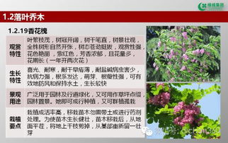 綠城集團園林軟景苗木圖譜 全套