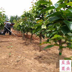 全紅梨樹苗河北便宜基地