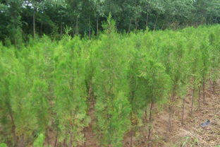 供應(yīng)側(cè)柏,河南側(cè)柏,河南鄢陵側(cè)柏,河南鄢陵側(cè)柏價格