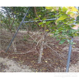 【無(wú)籽石榴苗2019年批發(fā)價(jià)格】- 