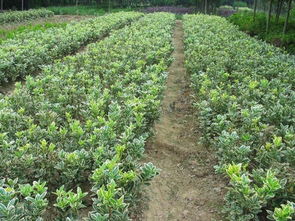 瀏陽(yáng)苗木場(chǎng) 金邊七里香2