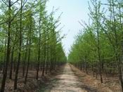 供應(yīng)山東銀杏苗木,優(yōu)質(zhì)銀杏苗木,銀杏樹(shù)_紡織、皮革_世界工廠網(wǎng)中國(guó)產(chǎn)品信息庫(kù)