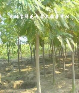 供應(yīng)綠化苗木:低價出售各種合歡、銀杏、廣玉蘭等_農(nóng)副產(chǎn)品_世界工廠網(wǎng)中國產(chǎn)品信息庫