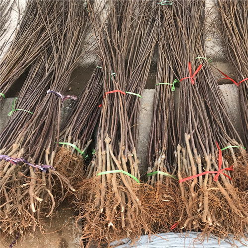 【短枝紅富士蘋果苗哪里批發、短枝紅富士蘋果苗價格】- 