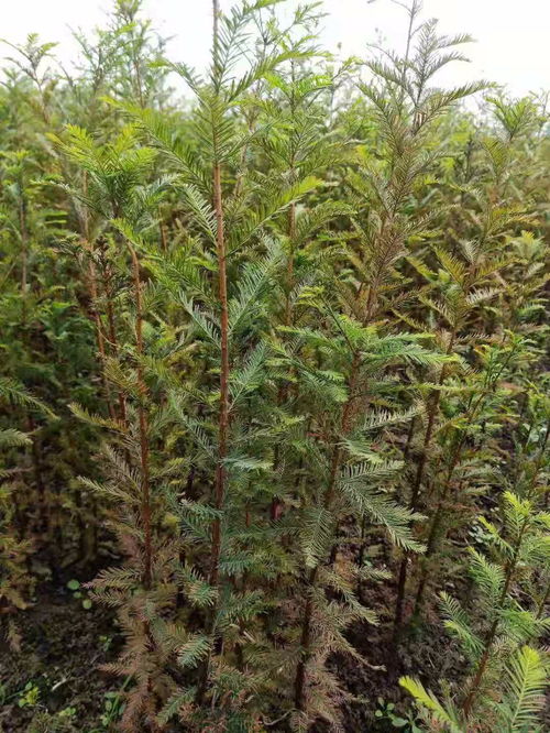 2 11公分中山杉價格表 徐州落羽杉圖文欣賞