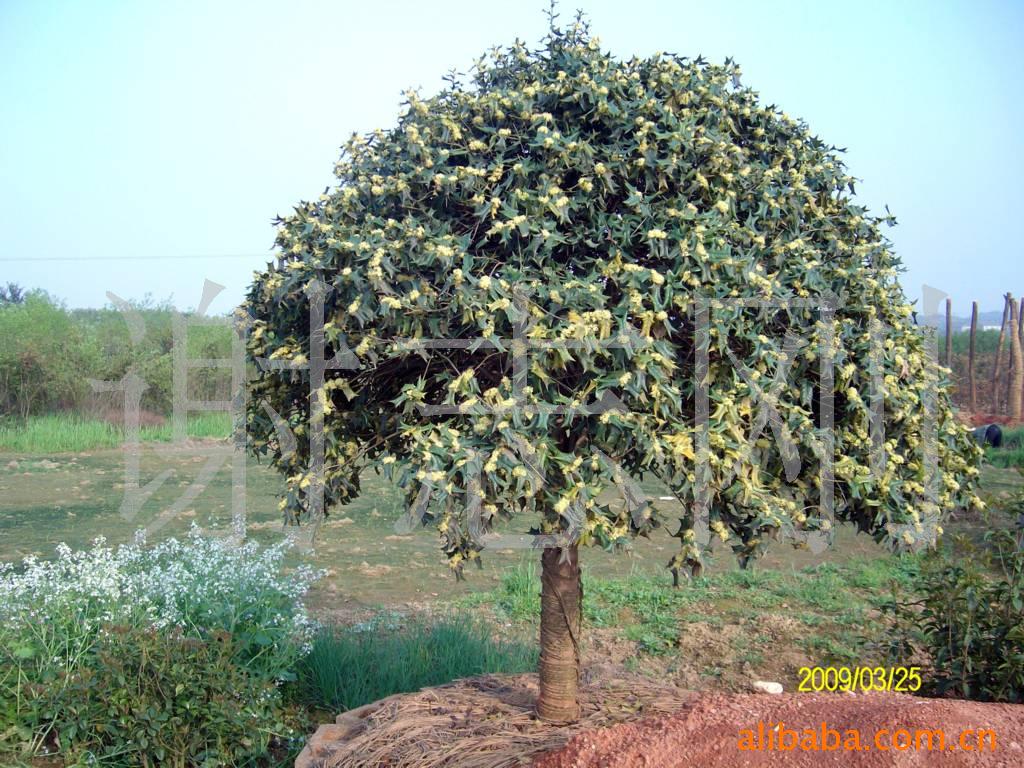 【綠化設計圖中的喬木與灌木之分】價格、產(chǎn)品供應,綠化設計圖中的喬木與灌木之分廠家批發(fā)-1024商務網(wǎng)