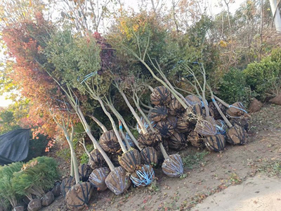 綠化苗木的規(guī)格術語及測量方法