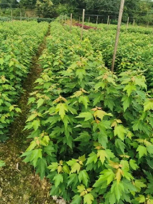 恭喜南京寧彩彩葉園林入駐苗木通 以客戶為中心,視質量為生命