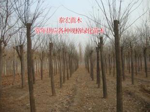 河南鄭州國(guó)槐小苗批發(fā)價(jià)格分析及市場(chǎng)趨勢(shì)