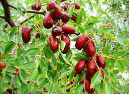 利源苗木冬棗 林業(yè)種植中的優(yōu)選品種與可持續(xù)發(fā)展路徑