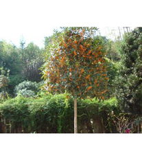 博藝園林苗木產品展示與花卉種植指南