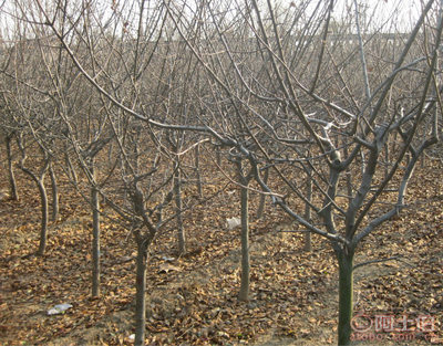 泰安青聯苗木 專業供應優質垂絲海棠，打造高性價比綠化方案