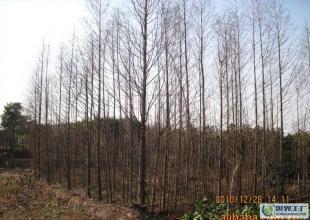 合肥優質水杉苗木供應，綠化工程優選，規格齊全直達世界工廠網