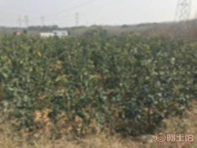 龍海市東泗興輝園藝場 優(yōu)質香泡柚子苗木，量大價優(yōu)，綠化佳選