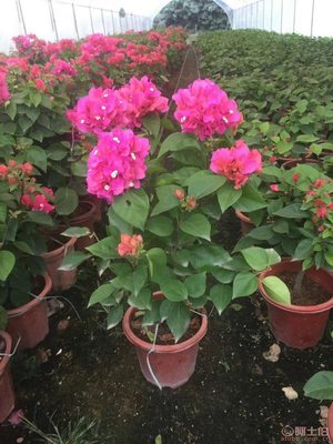 龍海市東泗興輝園藝場 專業(yè)三角梅種植基地，品質苗木常年供應