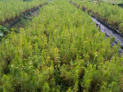 忻城苗木栽培正當時，林業(yè)產業(yè)鋪就脫貧致富路