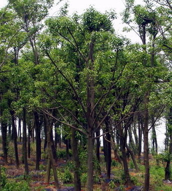 紅果冬青供應與綠化工程服務 蕭山寧圍苗木直銷商鋪的專業(yè)之道
