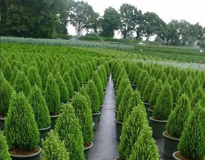苗木生產與造林綠化的“亂象”，是時候改變了